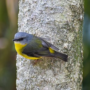wild - Eastern Yellow Robin (Eopsaltria australis)