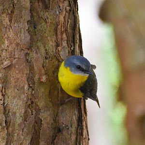 wild - Eastern Yellow Robin (Eopsaltria australis)