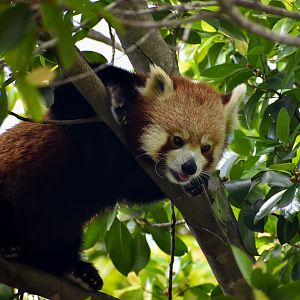 Red Panda (Ailurus fulgens)