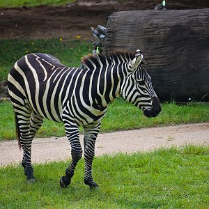 Plains Zebra (Equus quagga)