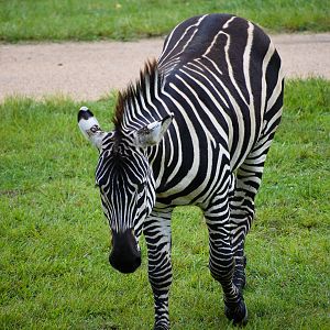 Plains Zebra (Equus quagga)