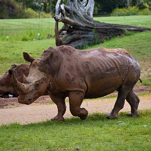 Southern White Rhinoceros (Ceratotherium simum simum)