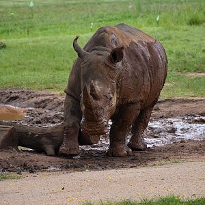 A Muddy Rhino