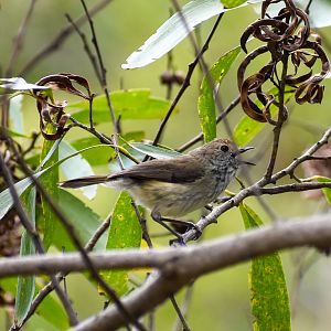 wild - Brown Thornbill (Acanthiza pusilla)
