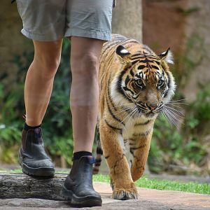 Sumatran Tiger (Panthera tigris sumatrae)