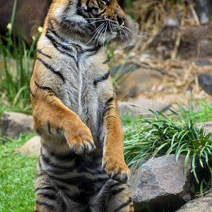 Sumatran Tiger (Panthera tigris sumatrae)