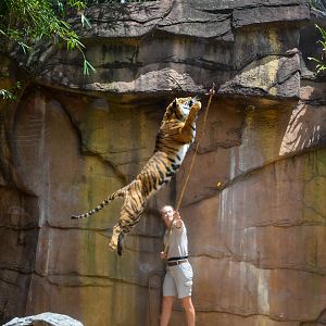 Tiger Jump