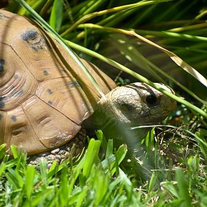 Elongated Tortoise (Indotestudo elongata)