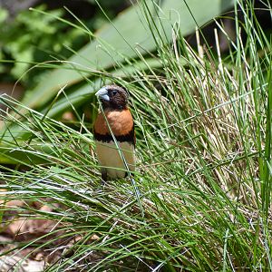 Chestnut-breasted Mannikin (Lonchura castaneothorax)