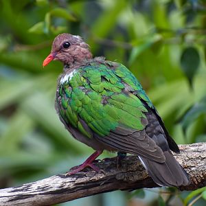 Pacific Emerald Dove (Chalcophaps longirostris)