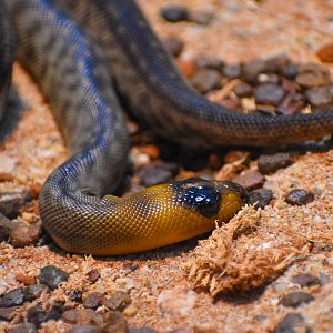 Woma Python (Aspidites ramsayi)