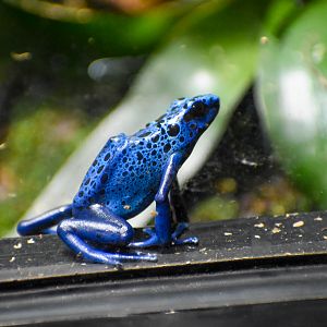 Blue Poison Dart Frog (Dendrobates tinctorius "azureus")