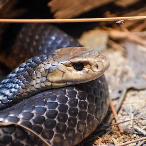 Eastern Brown Snake (Pseudonaia textilis)