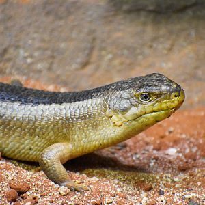 Yakka Skink (Egernia rugosa)