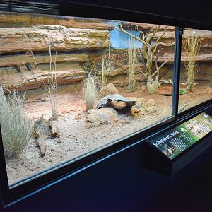 New Yakka Skink/Shingleback Enclosure