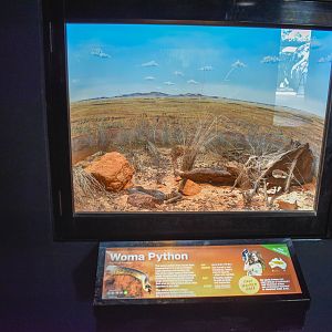 New Woma Python Enclosure