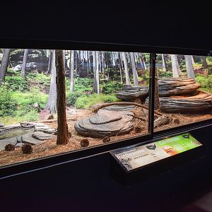 Rattlesnake/Corn Snake Enclosure