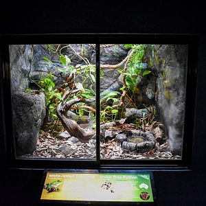 Tree Frog/Green Tree Python Enclosure