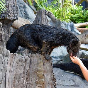 Binturong Feeding