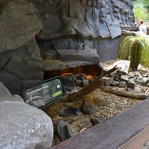 New Cunningham's Skink Enclosure