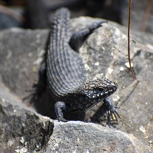 Cunningham’s Skink (Egernia cunninghami)