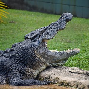 Saltwater Crocodile (Crocodylus porosus)