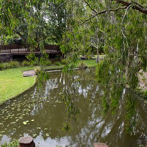Croc Environmental Park - Saltwater Crocodile Enclosure