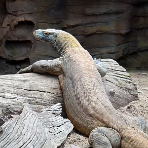 Komodo Dragon (Varanus komodoensis)