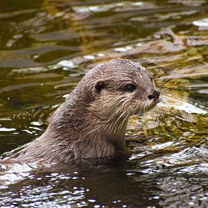 Asian Small-clawed Otter (Aonyx cinereus)