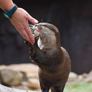 Asian Small-clawed Otter (Aonyx cinereus),