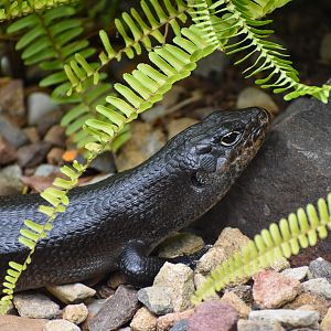 Land Mullet (Egernia major)
