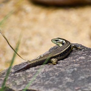 Eastern Water Skink (Eulamprus quoyii)