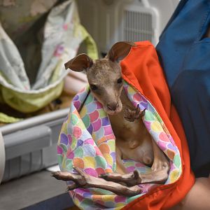 Wildlife Hospital Patient - Eastern Grey Kangaroo Joey