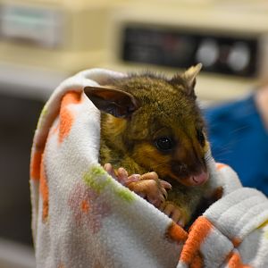 Wildlife Hospital Patient - Brushtail Possum Joey