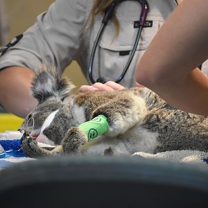 Wildlife Hospital Patient - Koala