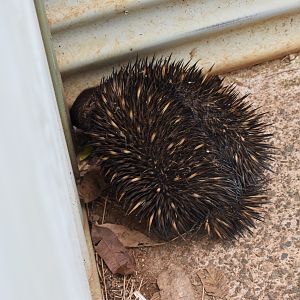 Wildlife Hospital Patient - Short-beaked Echidna
