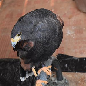 Harris's hawk (Parabuteo unicinctus)