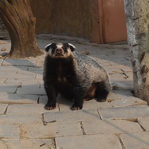 Asian badger (Meles leucurus)