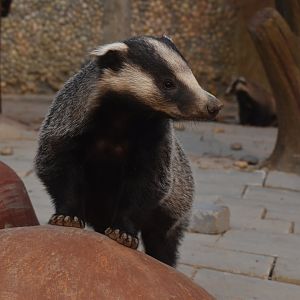 Asian badger (Meles leucurus)
