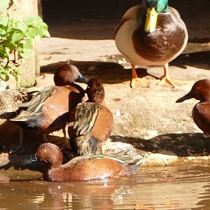 Newcomers to Flamingo Lake, October 2021