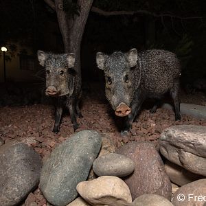adult and juvenile javelina