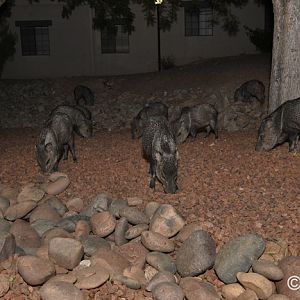 javelina herd