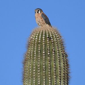 american kestrel