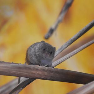 Harvest mouse