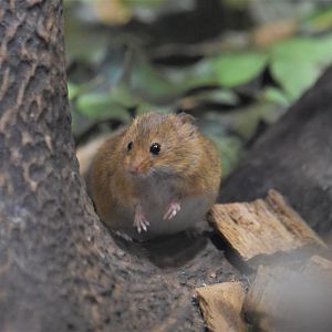Harvest mouse