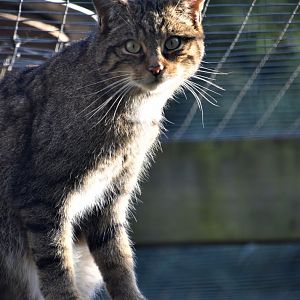Scottish wildcat