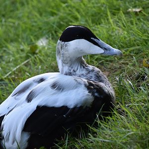 European eider