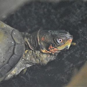 Three-toed box turtle