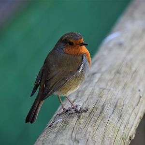 Wild European robin