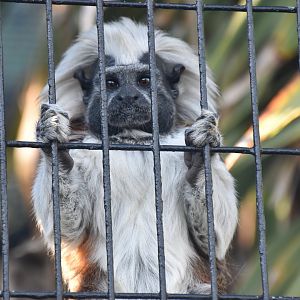 Cottontop tamarin